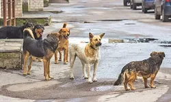 AK PARTİ'NİN, SOKAK HAYVANLARI PLANI ŞEKİLLENDİ