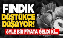 FINDIK DÜŞTÜKÇE DÜŞÜYOR!