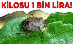 KİLOSU 1 BİN LİRA!