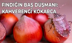 FINDIĞIN BAŞ DÜŞMANI: KAHVERENGİ KOKARCA