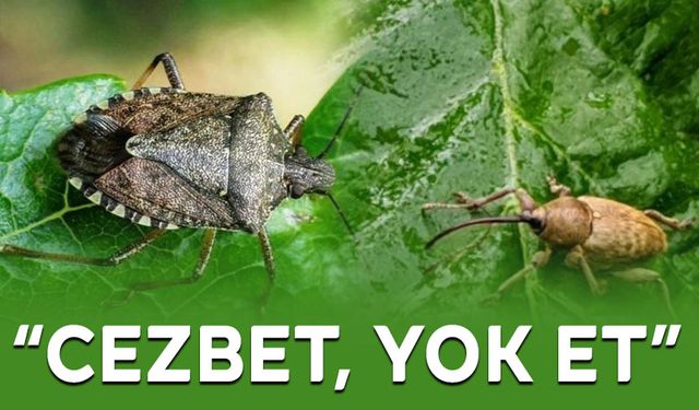 “CEZBET, YOK ET”