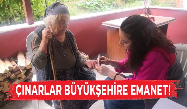 ORDU’NUN ÇINARLARI BÜYÜKŞEHİRE EMANET