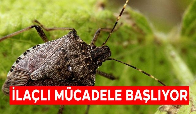 İLAÇLI MÜCADELE BAŞLIYOR!