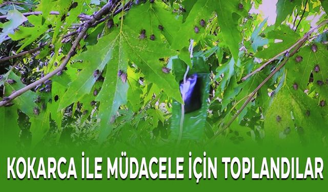 KOKARCA İLE MÜDACELE İÇİN TOPLANDILAR