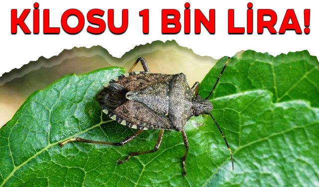 KİLOSU 1 BİN LİRA!