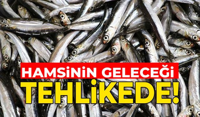 HAMSİ TEHLİKE ALTINDA!