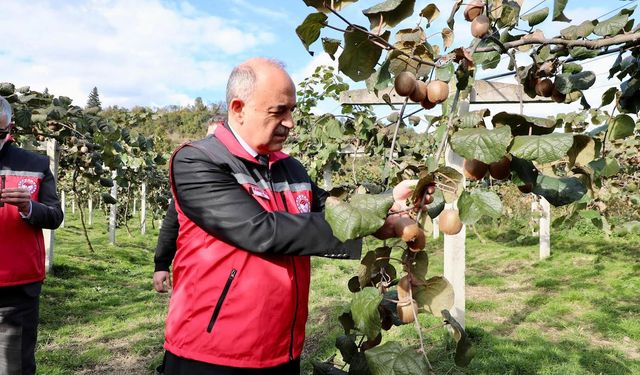 ORDU'DA KİVİ HASADI BAŞLADI