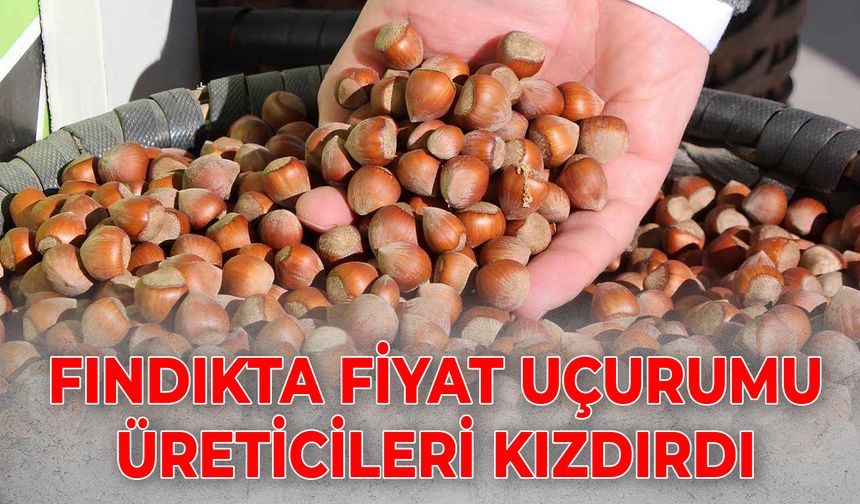 FINDIKTA FİYAT UÇURUMU ÜRETİCİLERİ KIZDIRDI