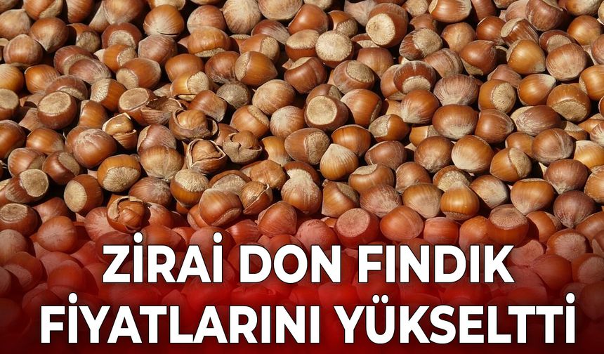 ZİRAİ DON FINDIK FİYATLARINI YÜKSELTTİ